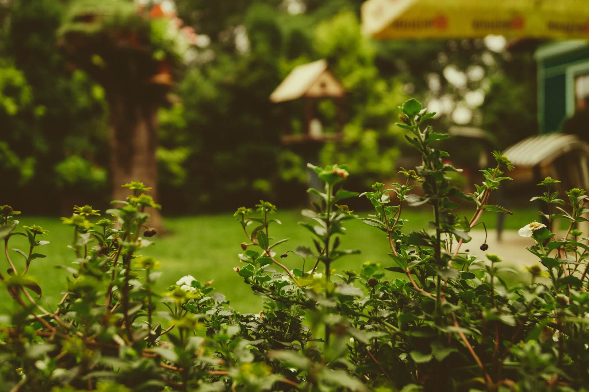 A birdhouse in the background of the garden at Derwent Lodge