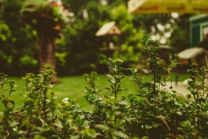 care home garden